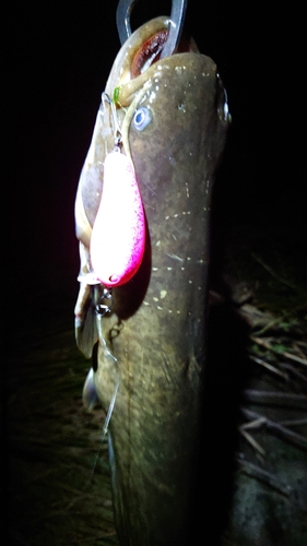 ニホンナマズの釣果