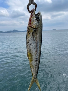 シイラの釣果