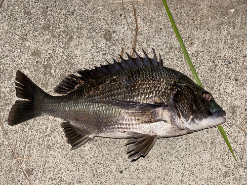 チヌの釣果