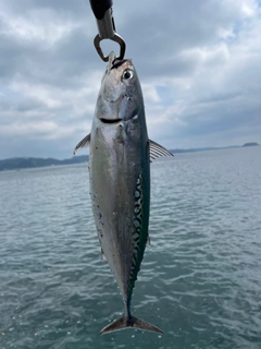 ソウダガツオの釣果