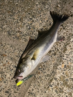 シーバスの釣果