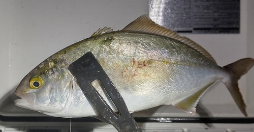 ショゴの釣果