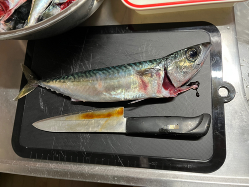 サバの釣果