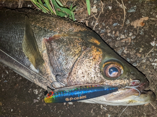 フッコ（マルスズキ）の釣果