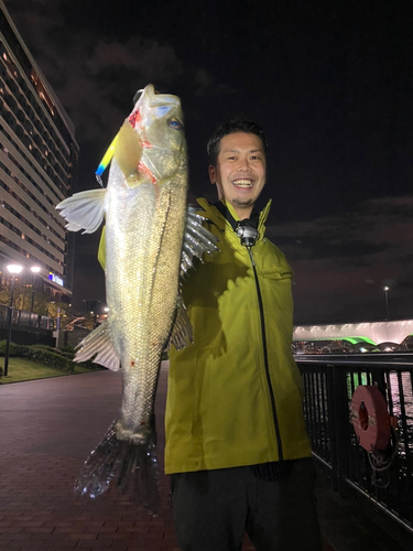 フッコ（タイリクスズキ）の釣果