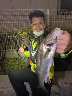 セイゴ（タイリクスズキ）の釣果