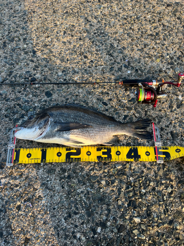 チヌの釣果