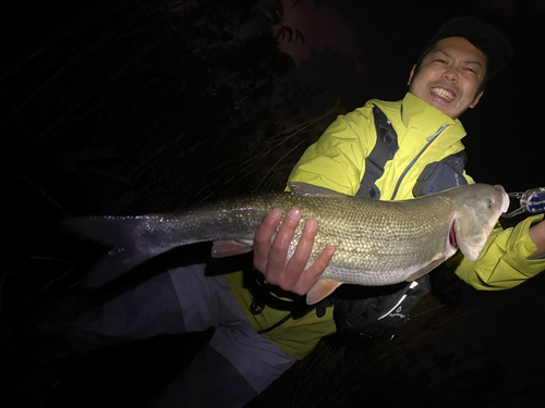 マルタウグイの釣果