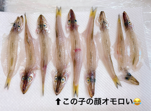 カマスの釣果