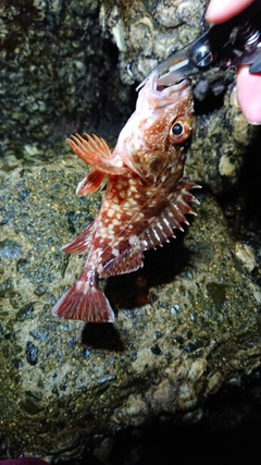 カサゴの釣果