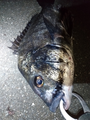 チヌの釣果