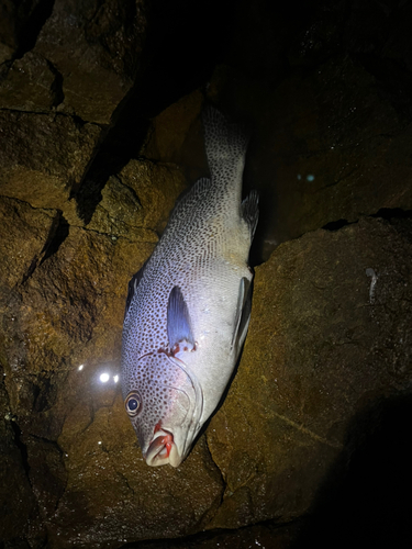 コロダイの釣果