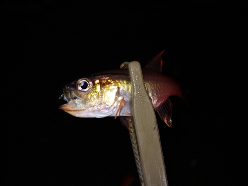 ネンブツダイの釣果