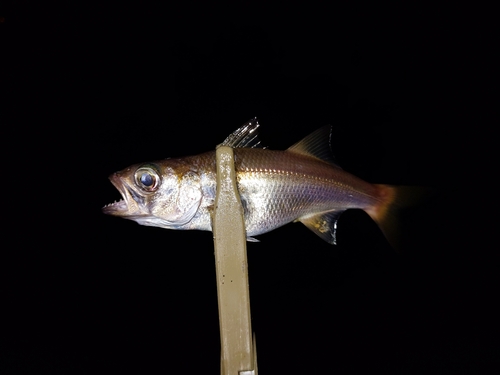 ムツの釣果