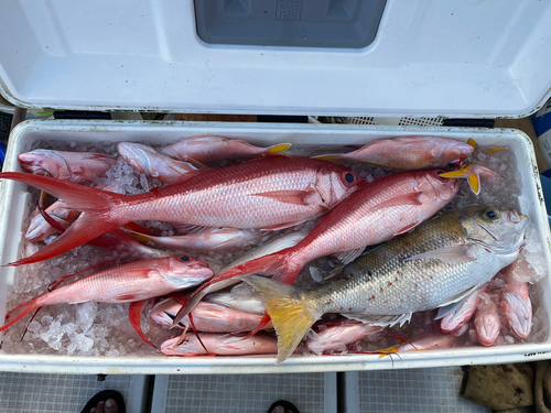 ハマダイの釣果