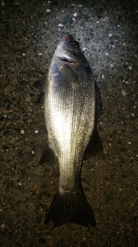 セイゴ（ヒラスズキ）の釣果