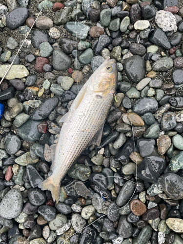 コノシロの釣果