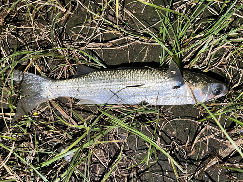 ボラの釣果