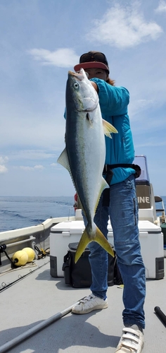 ワラサの釣果