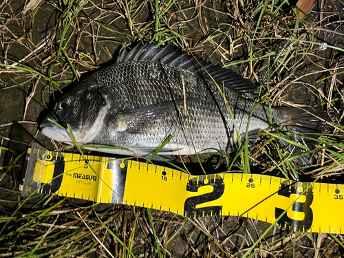 チヌの釣果