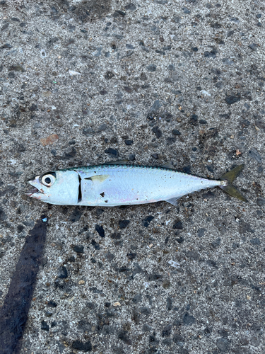 サバの釣果