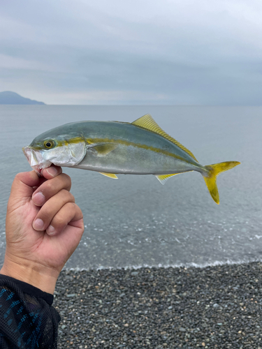 ワカシの釣果