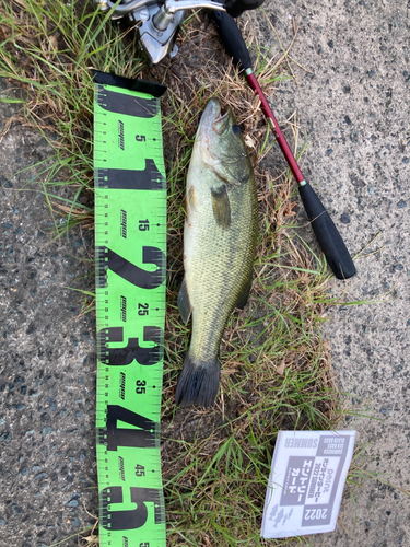 ブラックバスの釣果