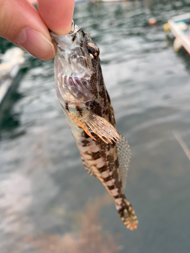 アサヒアナハゼの釣果