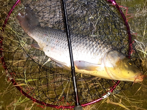 コイの釣果