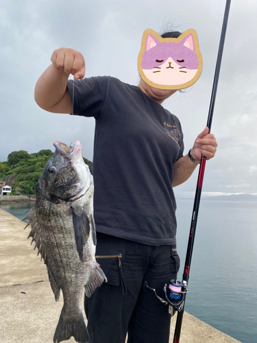 チヌの釣果