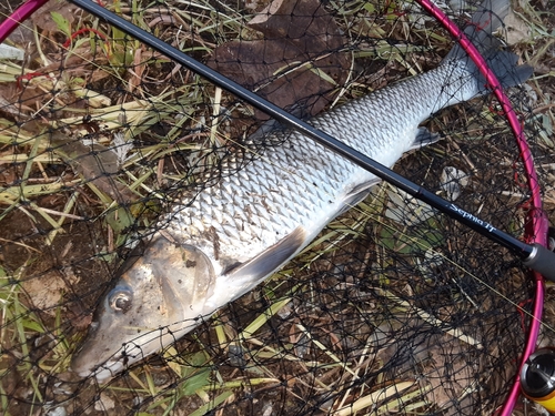 ニゴイの釣果