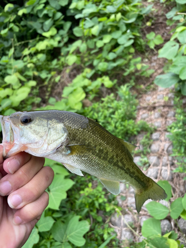 ブラックバスの釣果