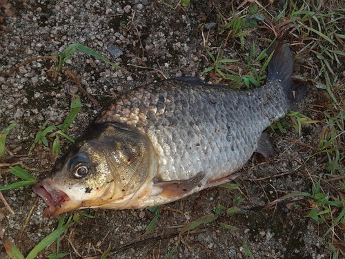 フナの釣果