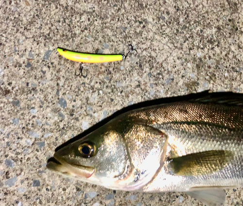 シーバスの釣果