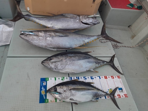 メバチマグロの釣果