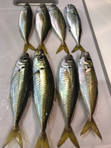 アジの釣果