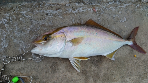 シオの釣果