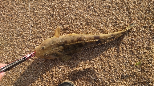 マゴチの釣果