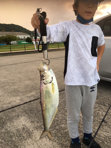 ヒラの釣果