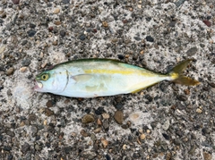 ツバスの釣果