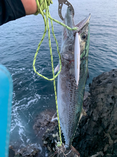 サワラの釣果