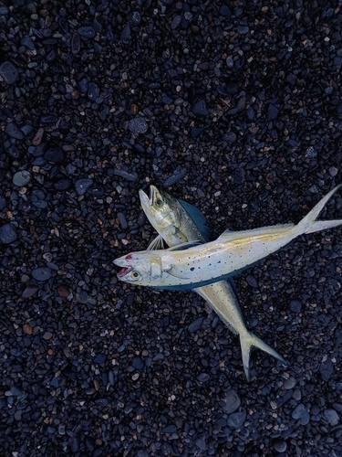 オオモンハタの釣果