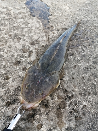 マゴチの釣果