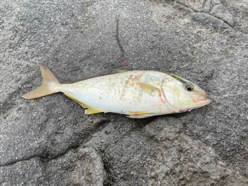 ショゴの釣果