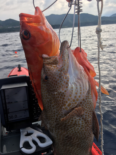 オオモンハタの釣果