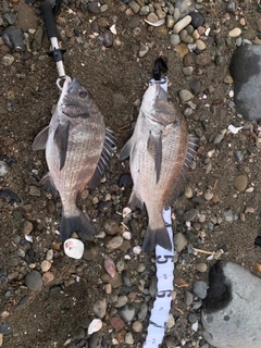 クロダイの釣果