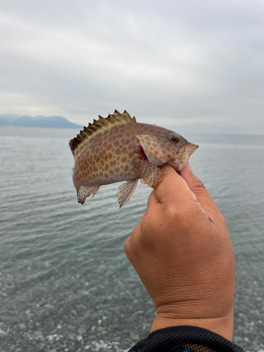 オオモンハタの釣果