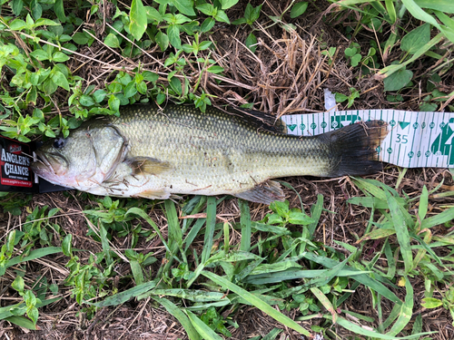 ブラックバスの釣果