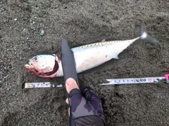 ソウダガツオの釣果