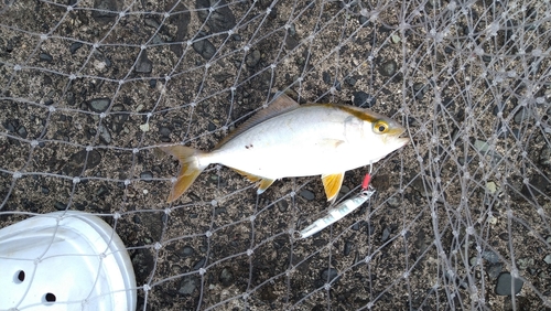 ショゴの釣果